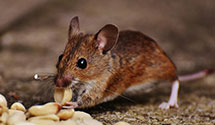 24 Hour & Emergency Exterminators in Apopka, FL